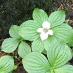 bunchberry