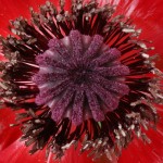 center-of-a-red-poppy