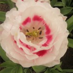 double-tulip
