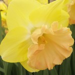yellow-daffodil-2