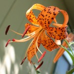orange-tiger-lily-2