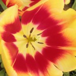 red-and-yellow-tulip