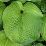 tropical-leaf-2