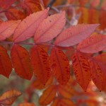 fall-sumac-leaves