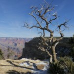 old-tree-over-the-grand-canyon